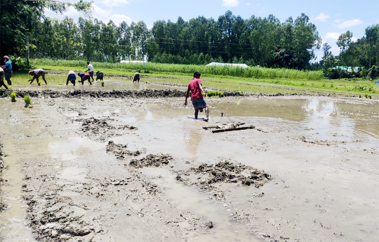 কুড়িগ্রামে সম্প্রতি বন্যায় ক্ষতিগ্রস্ত কৃষকদের ঘুরে দাঁড়ানোর চেষ্টায় বাঁধা হয়ে দাঁড়িয়েছে সার ও ডিজেলের মূল্যবৃদ্ধি। হঠাৎ করে সার ও ডিজেলের দাম বাড়ায় বিপাকে পড়েছেন আমন চাষিরা।