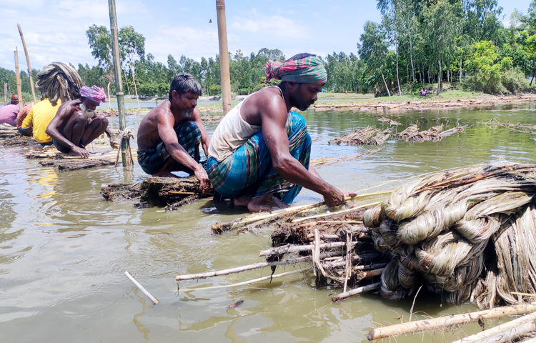 এ বছর পাটের দাম ভালো পাচ্ছেন কুড়িগ্রামের কৃষকরা। কম বৃষ্টি ও আগাম বন্যায় পাটক্ষেত নিয়ে তাদের দুশ্চিন্তার ছাপ কেটেছে। পাটের দাম ভালো হওয়ায় ফলন কম হলেও কৃষকের মলিন মুখে এখন হাসি ফুটেছে। শেষ মৌসুম পর্যন্ত দাম আরও ভালো পাওয়ার আশা করছেন কুড়িগ্রামের পাট চাষিরা।