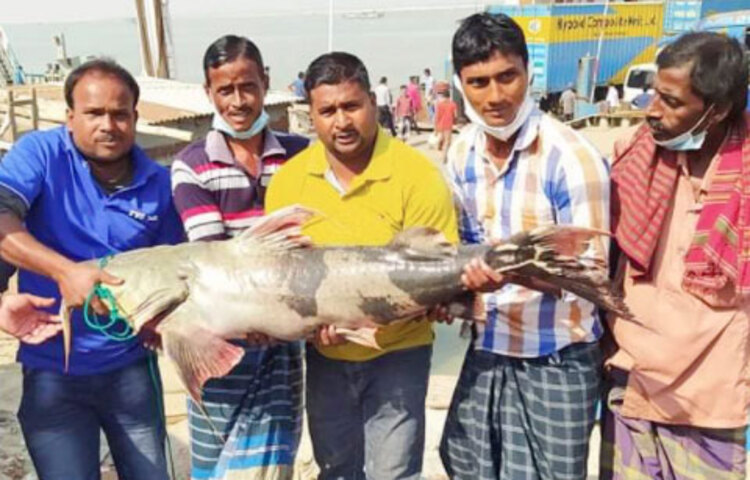নদীর পানি কমতে থাকায় রাজবাড়ীর দৌলতদিয়া ঘাটের অদূরের পদ্মা নদীতে বিশাল আকৃতির (২৯ কেজি) এক বাঘাইড় মাছ ধরা পড়েছে। জেলে জয়নাল সরদারের জালে ধরা পড়ে মাছটি। বিক্রি হয়েছে ৩৩ হাজার টাকায়।