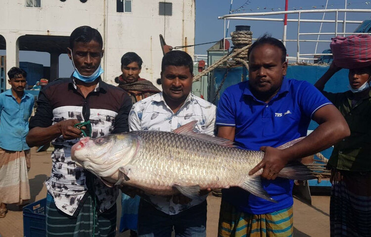 নদীর পানি কমার সঙ্গে সঙ্গে পদ্মা ও যমুনার মোহনায় এখন প্রায়ই জেলেদের জালে ধরা পড়ছে বড় আকৃতির বিভিন্ন প্রজাতির মাছ। এতে খুশি জেলেরা। এবার রাজবাড়ীর দৌলতদিয়ার পদ্মা ও যমুনা নদীর মোহনায় পৃথক দুই জেলের জালে ধরা পড়েছে বিশাল আকৃতির দুইটি কাতল মাছ। ছবি: জাগো নিউজ