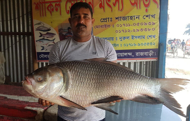 মাছ দুটির ওজন প্রায় ৪০ কেজি অর্থাৎ এক মণ। মাছ দুটি বিক্রি হয়েছে ৬২ হাজার ৯০০ টাকায়। ছবি: জাগো নিউজ