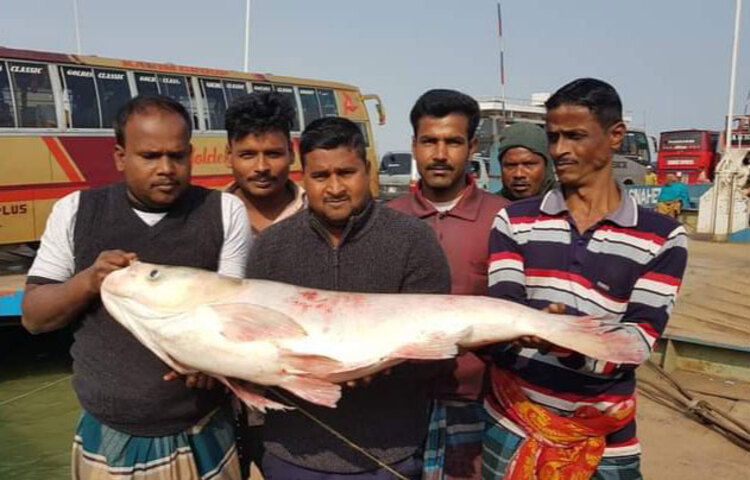 রাজবাড়ীর গোয়ালন্দের দৌলতদিয়া ফেরি ঘাটের অদূরে পদ্মা নদীতে ধরা পড়েছে ১৬ কেজি ওজনের বিশাল আকৃতির একটি ব্রিগেট মাছ। শুক্রবার (১৮ ডিসেম্বর) সকালে দৌলতদিয়া ফেরি ঘাটে বাবু সরদারের আড়ৎ থেকে মাছ ব্যবসায়ী চান্দু মোল্লা ৭৫০ টাকা কেজি দরে ১২ হাজার টাকায় মাছটি কেনেন।। ছবি: জাগো নিউজ