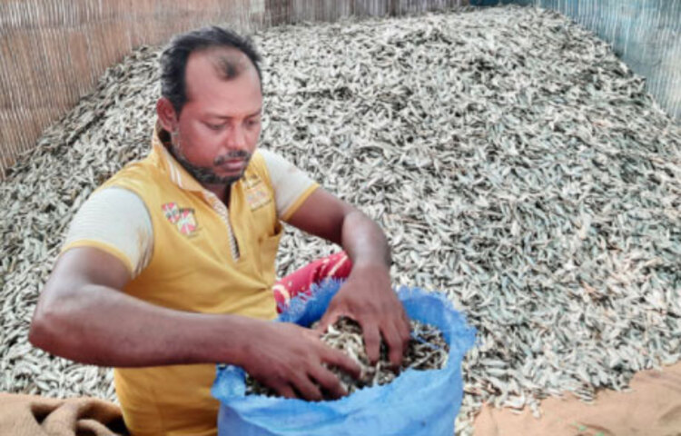 সিরাজগঞ্জের চলনবিলের বাতাসে ভাসছে শুঁটকি মাছের গন্ধ। চলনবিল অধ্যুষিত এলাকাগুলোতে বন্যার পানি কমার সঙ্গে সঙ্গে শুঁটকি তৈরির ধুম পড়েছে। এ অঞ্চলের শতাধিক শুঁটকি চাতালে দেশি প্রজাতির মাছের শুঁটকি তৈরিতে সকাল থেকে রাত অবধি মাছ কেনা, ধোয়া, চাতালে শুকানো এবং মান ও প্রকারভেদে বাছাই করে পৃথক করার কাজ করছেন শত শত নারী-পুরুষ। ছবি: জাগো নিউজ