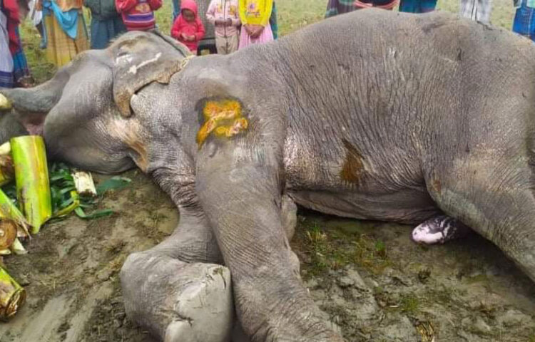 সিরাজগঞ্জ সদর উপজেলার সীমান্ত বাজার এলাকায় টাকা তুলতে তুলতে আসা সার্কাসের একটি হাতি মারা গেছে। খবর শুনে ভোর থেকেই সেটি দেখতে বিভিন্ন প্রান্ত থেকে নানা বয়সী লোকজন এসে সেখানে ভিড় করছেন। ছবি: জাগো নিউজ