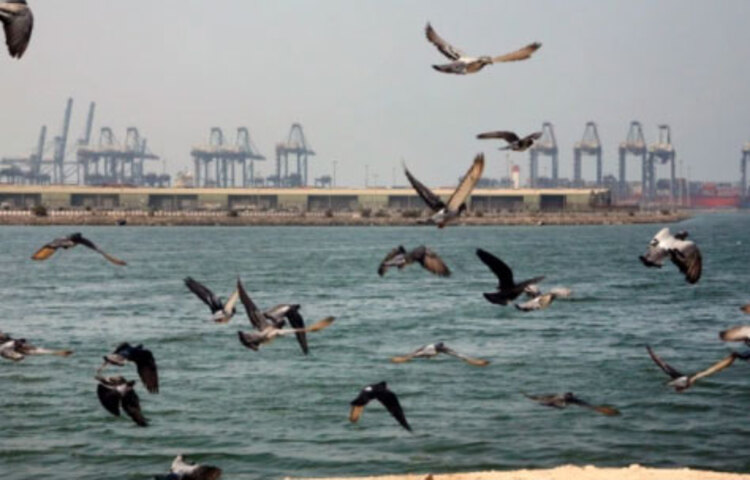 সৌদি আরবের জেদ্দা সমুদ্র বন্দরে ‘বহিরাগত বস্তু’র আঘাতে একটি তেলবাহী ট্যাঙ্কারে বিস্ফোরণ এবং অগ্নিকাণ্ডের ঘটনা ঘটেছে। ধারণা করা হচ্ছে, সৌদি নেতৃত্বাধীন সামরিক জোটের সঙ্গে যুদ্ধরত ইয়েমেনি বিদ্রোহীরাই ট্যাঙ্কারটিতে হামলা চালিয়েছে। তবে কোনো দল বা গোষ্ঠী এখনও এর দায় স্বীকার করেনি। ছবি: সংগৃহীত