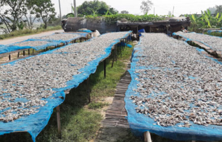 মৎস্যভান্ডার খ্যাত চলনবিলের সিরাজগঞ্জের তাড়াশ, রায়গঞ্জ, উল্লাপাড়া, পাবনার চাটমোহর, ভাঙ্গুড়া, ফরিদপুর, নাটোরের সিংড়া, গুরুদাসপুর, নওগাঁর আত্রাই উপজেলার বিস্তীর্ণ এলাকার বিভিন্ন স্থানে শুঁটকি উৎপাদনে চাতাল তৈরি করেছেন ব্যবসায়ীরা। ছবি: জাগো নিউজ
