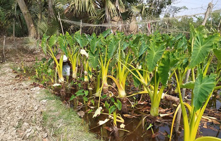 গত ২ বছর ধরে কচু চাষ করে স্বাবলম্বী হয়েছেন চন্নু দফাদার। কিন্তু অজানা রোগে কচু চাষে হতাশার ছাপ তার চোখে। তবে কৃষি বিভাগ বলছে সঠিক পরামর্শ দেয়ার পাশাপাশি সব ধরনের সহযোগিতা করা হবে। ছবি: মো. খাইরুল ইসলাম আকাশ