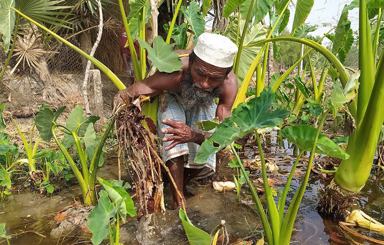 বরগুনার তালতলী উপজেলার ঝাড়াখালী গ্রামের এই কৃষক প্রথম বছরে মাত্র ৭ হাজার টাকা নিয়ে মাত্র ৬ শতাংশ জমিতে চাষ শুরু করেন। কম টাকায় বেশি লাভ থাকায় এ বছর তিনি ১০ হাজার টাকা দিয়ে ১৫ শতাংশ জমিতে চাষ করেন। অগ্রহায়ণ মাসের শুরুতে কচুর চারা রোপণ করতে হয়। ছবি: মো. খাইরুল ইসলাম আকাশ