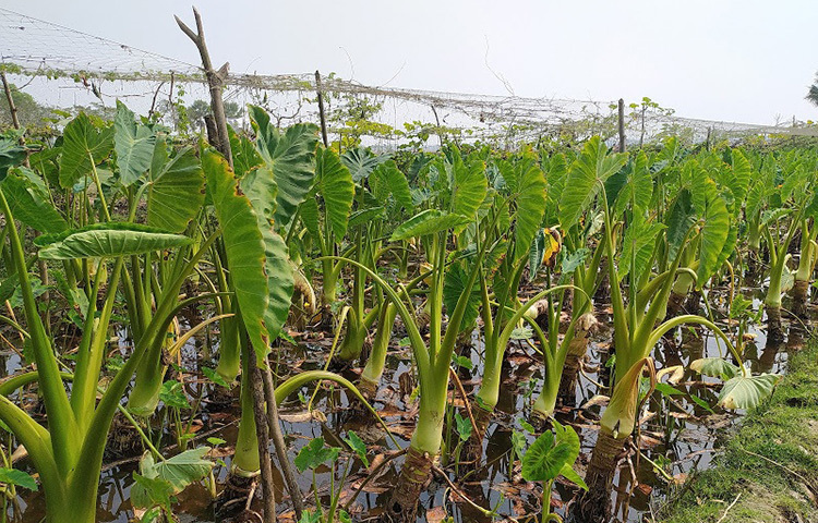 দুই মাস পর থেকে কচুর লতি বিক্রি করা যায় এবং লতি বের হওয়া বন্ধ হলে কচু বিক্রি করে দিতে হয়। আর এটা বিক্রি চলে শ্রাবণ মাস পর্যন্ত। ছবি: মো. খাইরুল ইসলাম আকাশ