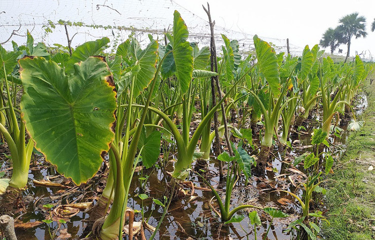 চন্নু দফাদার জানান, গতবছর বাড়ির সামনের জমিতে ৭ হাজার টাকা নিয়ে একক প্রচেষ্টায় কচু চাষ শুরু করি। প্রথমে ৬ শতাংশ জমিতে স্বল্প পরিসরে কচু চাষ করি। কচু চাষে লাভবান হওয়ার এ বছর নিজের ১৫ শতাংশ নিয়ে জমিতে ‘লতিরাজ’ (পানি কচু) কচুর চাষ শুরু করি। কচু চাষে বেশি খরচ হয় না। কচুর চারা রোপণের ২০ দিন পরপর ৬ মাস পর্যন্ত হালকা নিড়ানি দিতে হয়। ছবি: মো. খাইরুল ইসলাম আকাশ