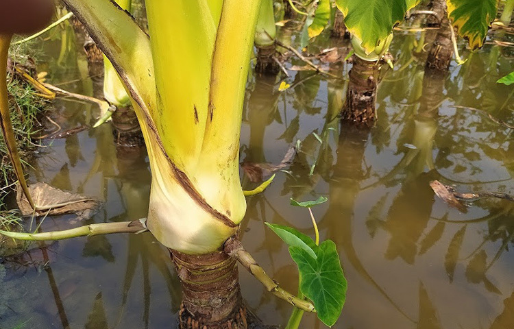 কচু গাছের যখন তিন মাস বয়স হয় তখন গাছের গোড়ায় যে লতি বের হয় তা কেজিপ্রতি খুচরা বিক্রি হয় ২০ থেকে ২৫ টাকা। এ পর্যন্ত প্রায় ৫০ হাজার টাকার কচুর লতি বিক্রি করেছি। এরপর কচু বাজারজাত করার উপযোগী হয়। যা বিক্রি হয় প্রতি পিস ৬০-৭০ টাকা। এই জমিতে কচু গাছ হয় প্রায় ১৫-২০ হাজার আর বিক্রি হয় প্রায় ২-৩ লাখ টাকার অধিক। ছবি: মো. খাইরুল ইসলাম আকাশ