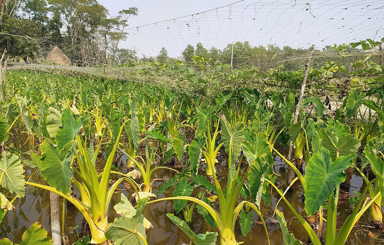 ১৫ শতাংশ জমিতে কচু চাষে মজুরি ও যাতায়াত খরচসহ মোট উৎপাদনসহ সব মিলিয়ে খরচ হয় ১৫ থেকে ২৫ হাজার টাকা। এ কচু চাষে লাভ হয় প্রায় ২ লাখ ৭৫ হাজার টাকার মতো। আমার এ কচু বাড়ি থেকে পাইকাররা নিয়ে যায়। এছাড়াও জেলার বিভিন্ন উপজেলাসহ স্থানীয় হাট-বাজারে বিক্রি হয়। ছবি: মো. খাইরুল ইসলাম আকাশ