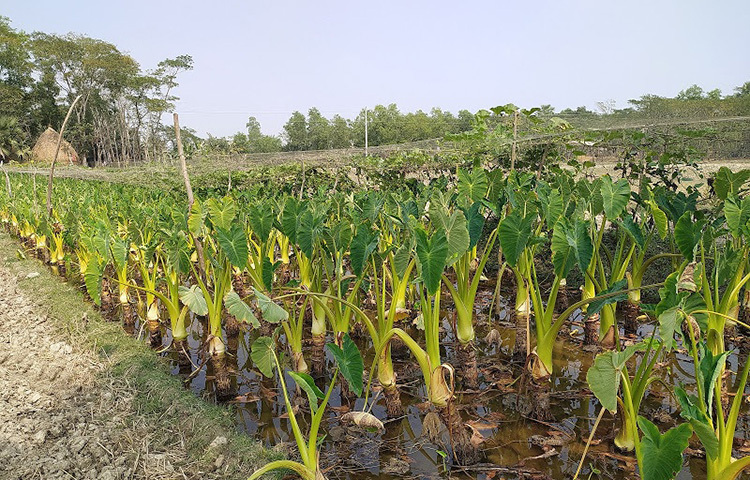 তবে কিছু অজানা রোগের (কচুর উপরে ঠোসকা ঠোসকা পড়ছে) কারণে এই বছর আমার কচু চাষে তেমন লাভ হবে না। তাই কৃষি বিভাগের সহয়াতা চেয়েছেন তিনি। তিনি আরও বলেন, ধান চাষের চেয়ে এই কচু চাষে বেশি লাভবান হওয়া যায়। তবে সঠিক পরামর্শ পেলে ভবিষ্যতে আমার যে জমি আছে তাতে এ কচু চাষ শুরু করবো। ছবি: মো. খাইরুল ইসলাম আকাশ