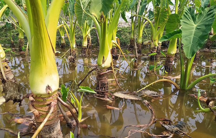 চুন্নু দফাদারের কচু খেতে গিয়ে দেখা যায় তিনি কচু খেত পরিচর্চা করছেন। তখন স্থানীয় কয়েকজন কৃষকের সাথে কথা হলে তারা জানান, চুন্নু দফাদারের একক প্রচেষ্টায় এমন সফলতা আসছে যা ভাবার মত। আমরাও তার এই চাষ দেখে ভবিষ্যতে ধান চাষ রেখে এই লতিরাজ (পানি কচু) কচুর চাষ করবো। কারণ ধান চাষে এমন আয় হয় না। ছবি: মো. খাইরুল ইসলাম আকাশ