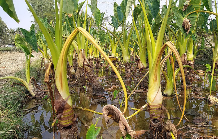 উপজেলা কৃষি অফিস আরিফুর রহমান জানান, তালতলীতে একমাত্র লতিরাজ কচু চাষ করেন চুন্ন দফাদার। তার এই সফলতায় উপজেলার প্রতিটি ইউনিয়নের কৃষকদের আগ্রহ বাড়ছে। তবে তার কচুতে যে অজানা রোগে ধরেছে সেই জন্য আমি নিজেই তার কচু চাষের জমিতে গিয়ে নমুনা এনেছি। এটা পরীক্ষা করে সঠিক পরামর্শ দেয়া হবে। তার এই কচু বিক্রি করার জন্য আমরা সব ধরনের সহযোগিতা করবো। ছবি: মো. খাইরুল ইসলাম আকাশ