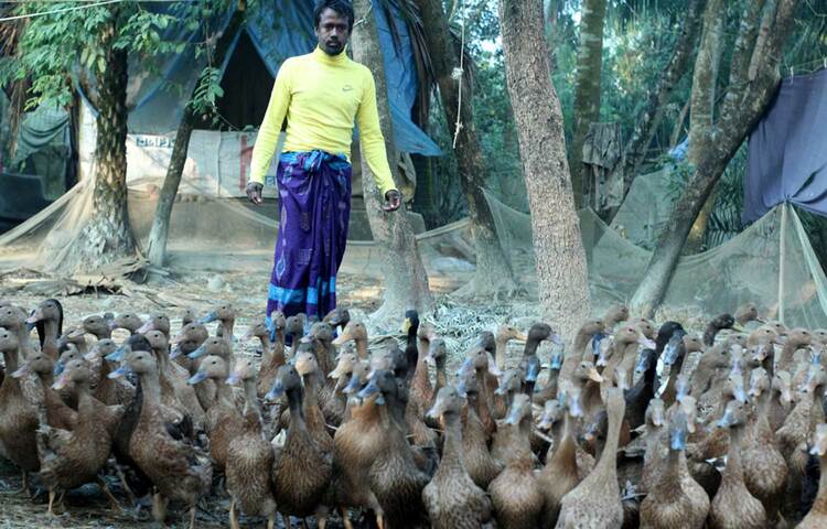 নিজের বেকারত্ব দূর করার চিন্তা থেকে হাঁস পালনের সিদ্ধান্ত নেন পটুয়াখালীর যুবক হাসান। প্রথমে ২৫০টি হাঁসের বাচ্চা দিয়ে শুরু করেন। এখন তার প্রতি মাসে আয় ৩৫ থেকে ৪০ হাজার টাকা। ছবি: জাগো নিউজ