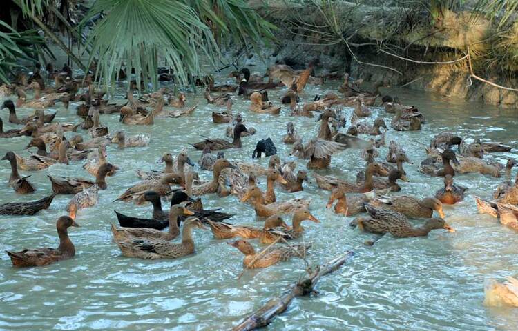 সেই বেকার যুবক হাসান এখন হাঁসের খামার থেকে বছরে ৪ লাখ টাকা আয় করেন। হাঁস পালন করে এখন অনেকেরই ভাগ্যের চাকা পরিবর্তন করছেন তিনি। ছবি: জাগো নিউজ