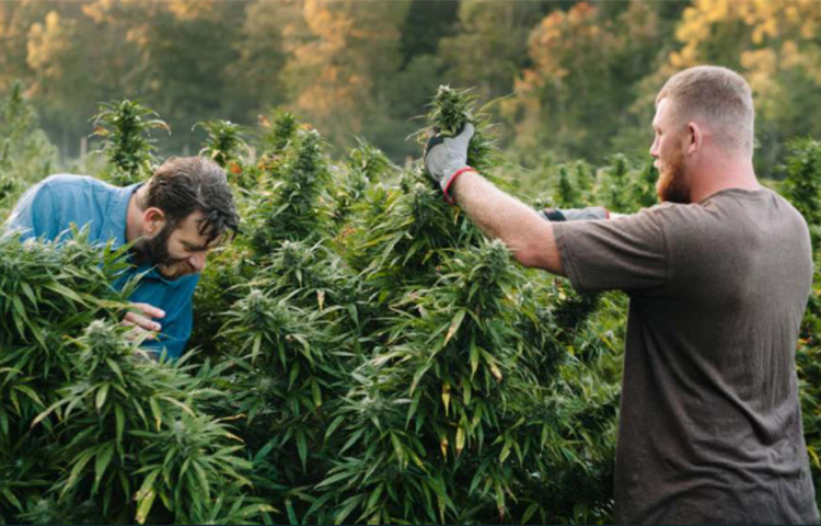 যদিও তাতে কিকির সহকর্মীদের আটকানো যায়নি। আমেরিকার মাদক নিয়ন্ত্রক সংস্থা ডিইএ কর্মীরা সম্ভবত পণ করেছিলেন গালার্দোর শেষ দেখে ছাড়বেন। তারাই গালার্দোর সাধের গুয়ার্ডাজালায় একের পর এক অভিযান চালান। গ্রেফতার করেন মাদক সম্রাটকে। ছবি: সংগৃহীত