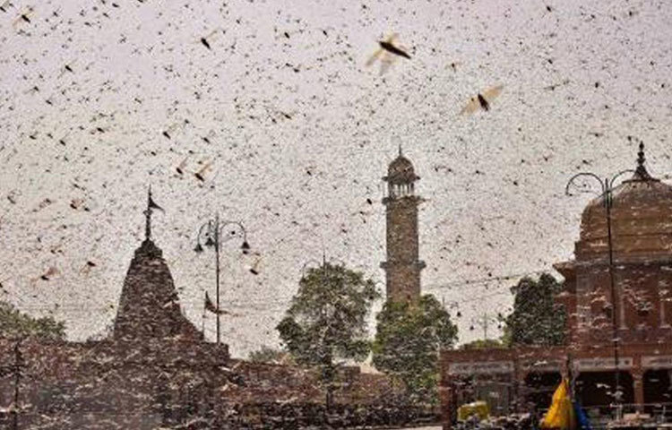 এবার ভারতে পঙ্গপাল এসে বড়ো ক্ষতি করেছে। ক্ষিতিবাবুর ক্ষেতে একটি ঘাস নেই। অক্ষয়বাবুর বাগানে কপির পাতাগুলো খেয়ে সাঙ্গ ক’রে দিয়েছে। পঙ্গপাল না তাড়াতে পারলে এবার কাজে ভঙ্গ দিতে হবে।