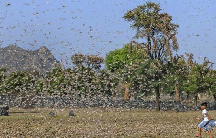 এই রাজ্যগুলির কৃষকদের সতর্ক করা হয়েছে। পঙ্গপালের আক্রমণে আবার অশনি সঙ্কেত দেখছেন চাষিরা। রাজস্থানের ৫০ হাজার হেক্টর জমি এখন পঙ্গপালের কবলে। মধ্যপ্রদেশের ১৬ টি এবং উত্তরপ্রদেশের ১৭ টি জেলায় হানা দিয়েছে পঙ্গপাল।