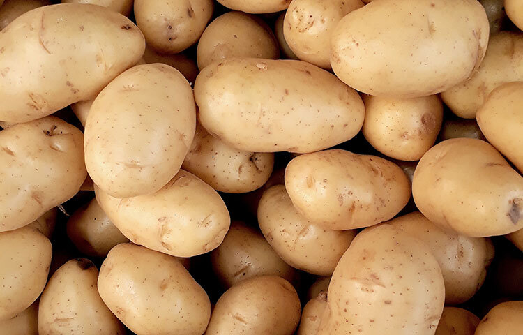 আলুতে শর্করার পরিমাণ অত্যন্ত বেশি হয়ে থাকে। আলু অতিরিক্ত মাত্রায় ক্যালোরি বৃদ্ধি করতে কাজে লাগে। আলু বেশি পরিমাণে খেলে মোটা হতে সাহায্য করে। ছবি: সংগৃহীত