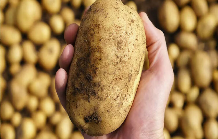 আমাদের ক্ষুদ্রান্ত্রে দুটি গুরুত্বপূর্ণ উৎসেচক থাকে যা আলু থেকে ধীর গতিতে গøুকোজ বের করে। সাধারণত এই উৎসেচকগুলোর গতি বেশি থাকে, কিন্তু আলুর স্টার্চ উৎসেচকগুলোর গতি কমিয়ে দেয় এবং দ্রæত গøুকোজে রূপান্তরিত হয়। সেক্ষেত্রে হজম প্রক্রিয়া ধীরে হয় বলে স্বাভাবিকভাবে দ্রæত রক্তে শর্করা বেড়ে যাওয়া প্রতিরোধ করে। স্টার্চ ধীরে ধীরে কমে গেলে আলু ডায়াবেটিস রোগীদের জন্য কিংবা ওজন কমানোর ক্ষেত্রে ক্ষতিকারক হয় না। ছবি: সংগৃহীত