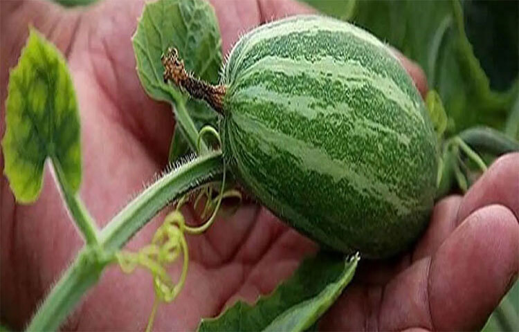 পটলে খুব কম ক্যালরি রয়েছে। অথচ পেট ভর্তি রাখে। কাজেই ওজন কমাতে পটলের বিকল্প মেলা ভার। ছবি: সংগৃহীত