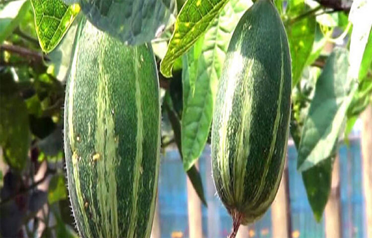 পটল ভিটামিন এ, ভিটামিন সি ও অ্যান্টিঅক্সিডেন্টে ভরপুর। কাজেই ত্বকের জন্যও উপকারী। ফ্রি র‌্যাডিকেলের বিস্তার রোধ করে ত্বকে বয়সের ছাপ পড়তে দেয় না। ছবি: সংগৃহীত