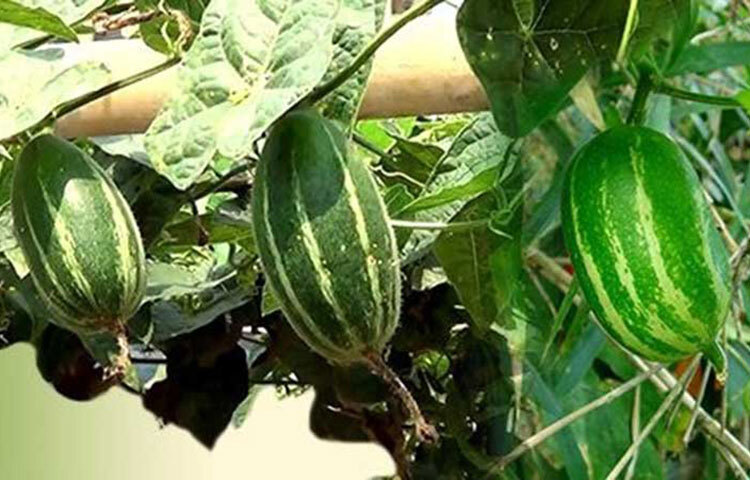 মাথার চুল বৃদ্ধি করতে কাজে লাগে পটল। পটলের রস মাথায় লাগালে মাথা ব্যথা কমে। পটলের পাতার রস ক্ষত নিরাময়ে সাহায্য করে এবং টাকের সমস্যা সমাধানেও কাজে লাগে। ছবি: সংগৃহীত