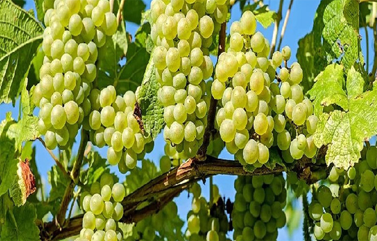 আঙুর: এই ফল নিয়ে কিছুটা মতবিরোধ রয়েছে। কোনো কোনো চিকিৎসকরা বলেন গর্ভাবস্থায় আঙুর এড়িয়ে চলা উচিত, আবার অনেকে বলেন গর্ভাবস্থায় আঙুর খাওয়া যেতে পারে। আঙুর গাছে সহজে পোকা ধরার কারণে প্রচুর পরিমাণ পেস্টিসাইট ব্যবহার করা হয়। যা গর্ভবতী মা ও গর্ভস্থ শিশুর ক্ষতি করে। অন্যদিকে, আঙুরের মধ্যে থাকা প্রচুর পরিমাণ ভিটামিন এ ও সি শিশু এবং উভয়ের জন্যই দারুণ উপকারী। ফলে চিকিৎসকের পরামর্শ ছাড়া একদমই আঙুর খাবেন না। ছবি: সংগৃহীত