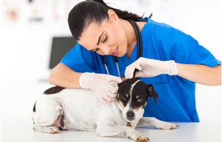 পশু-পাখির চিকিৎসক।