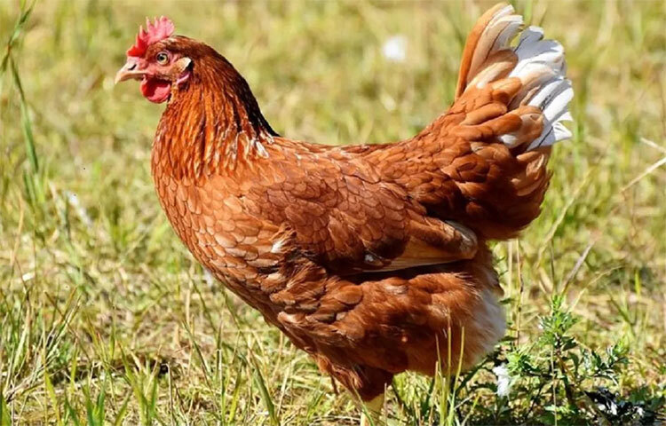 শরীরের শক্তি জোগাতে যেমন প্রোটিন জরুরি, ঠিক তেমনই প্রোটিনের ঘাটতি অনেক সমস্যা তৈরি করে। প্রোটিন সবচেয়ে প্রয়োজনীয় পুষ্টির মধ্যে একটি এবং এর গুরুত্বও তেমনই। মুরগির মাংসে প্রচুর প্রোটিন রয়েছে। তাই খাদ্য তালিকায় এটি রাখুন। ছবি: সংগৃহীত