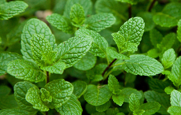 পুদিনাপাতা ত্বককে সুস্থ্য রাখে। এটি একটি চমৎকার ক্লিনজার, টোনার এবং ময়েশ্চারাইজার হিসেবে কাজ করে। তাই স্কিন কেয়ার রুটিনে পুদিনাপাতা যোগ করার পরামর্শ দেন বিশেষজ্ঞরা। ছবি: সংগৃহীত