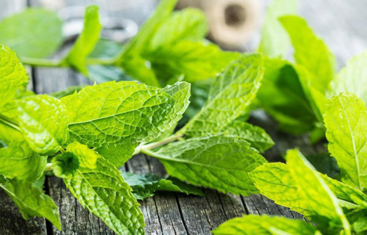 পুদিনাপাতা স্যালিসিলিক অ্যাসিড এবং ভিটামিন এ থাকে থাকে যা ব্রণও নিরাময় করে। পুদিনা পাতা ব্রণের দাগ দূর করতে সক্ষম। ছবি: সংগৃহীত