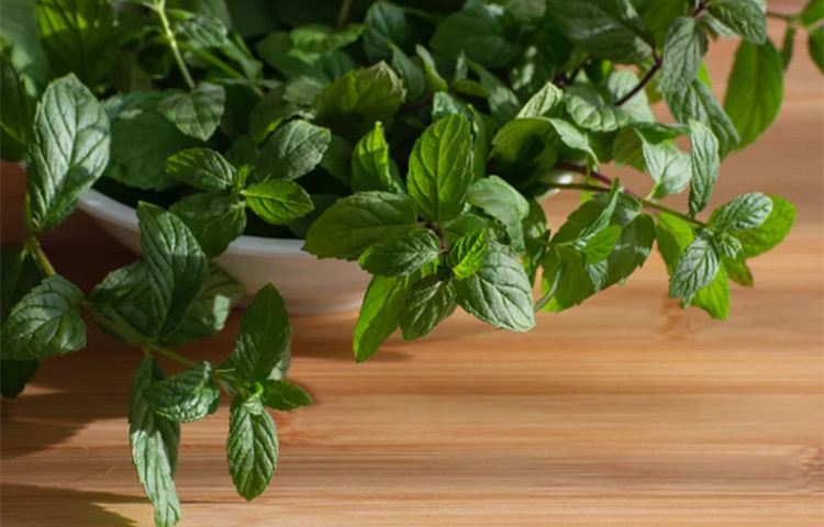 পুদিনাপাতা হালকা অ্যাস্ট্রিঞ্জেন্ট হিসেবে কাজ করতে পারে যা ত্বককে স্বাভাবিকভাবে টোন করতে সাহায্য করে। পুদিনা পাতা ত্বককে কোমল, হাইড্রেটেড এবং টোন করে তোলে। পুদিনা পাতার প্যাক লাগিয়ে ২০ থেকে ২৫ মিনিট রেখে এবং পরিষ্কার পানি দিয়ে ধুয়ে ফেলুন। ছবি: সংগৃহীত