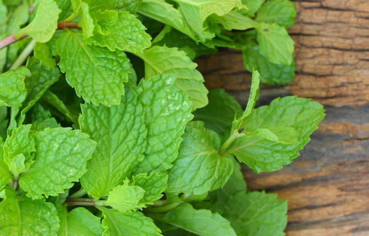 পুদিনাপাতায় থাকা অ্যান্টি-অক্সিডেন্ট চোখের নিচের কালো দাগ কমাতে সাহায্য করে। পুদিনা পাতার পেস্ট চোখের নিচে রাখলে ডার্ক সার্কেলের উপস্থিতি কমাবে। ছবি: সংগৃহীত