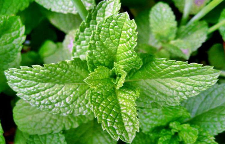 পুদিনা পাতায় অ্যান্টি-সেপটিকের বৈশিষ্ট্য থাকায়, ত্বকের দাগ ও ফুসকুড়ি দূর করে। কোমল এবং উজ্জ্বল ত্বক পেতে পুদিনা পাতার রস ব্যবহার করতে বলেছেন বিশেষজ্ঞরা। ছবি: সংগৃহীত