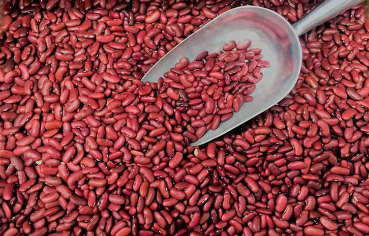 যেহেতু স্বাদের দিক থেকেও রাজমা অতি উপাদেয় তাই, ওজন নিয়ন্ত্রণে এটি খুব কার্যকর। পাশাপাশি, হৃদযন্ত্র ভালো রাখতেও সাহায্য করে এটি। ডায়াবেটিস রোগীদের ক্ষেত্রে অতিরিক্ত ওজন ও হৃদযন্ত্রের সমস্যা বড় বিপদ ডেকে আনতে পারে। ফলে রাজমায় কমে এই ঝুঁকি। ছবি: সংগৃহীত