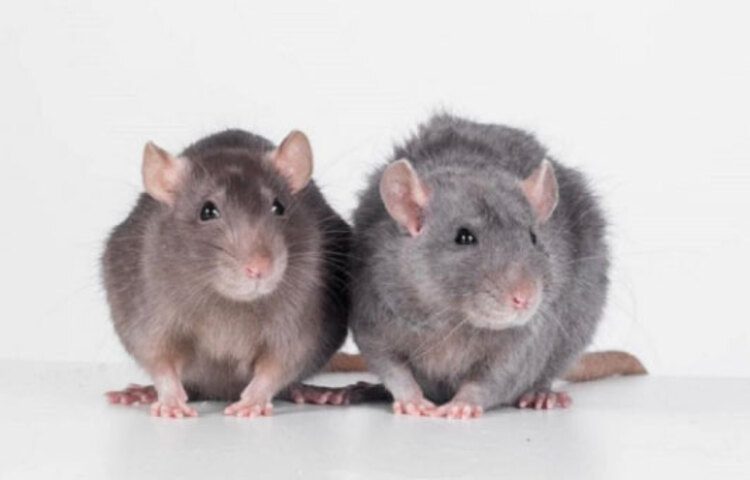 কীটনাশক বা ‘পেস্ট কন্ট্রোল সার্ভিস’-এর সাহায্যে ইঁদুরের হাত থেকে নিস্তার মেলে ঠিকই, তবে এগুলোতে নানারকম কেমিক্যাল থাকে! ফলে, নিয়মিত ব্যবহারে স্বাস্থ্যেরও বারোটা বাজে! তারচেয়ে বরং ঘরোয়া উপায়ে ইঁদুরের মোকাবিলা করুন! কোনো সাইড এফেক্ট নেই, অথচ ফল পাবেন হাতেনাতে।