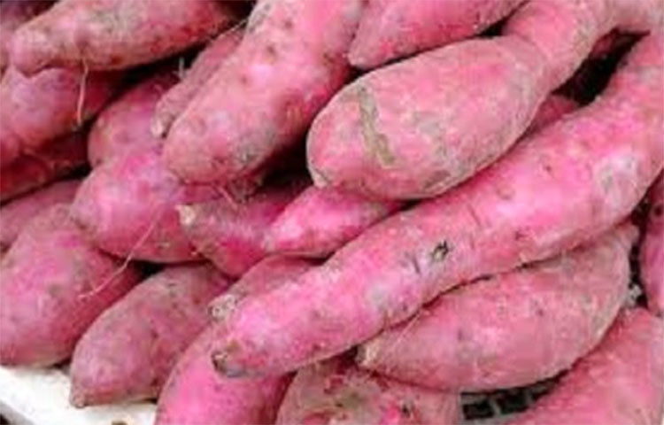 ক্যান্সারের ঝুঁকি কমায়। প্রতিদিনের খাবারের তালিকায় লাল আলুর স্থায়ী স্থান অত্যন্ত প্রয়োজনীয়। কেননা লাল আলুতে অ্যান্টিঅক্সিডেন্ট, ক্যারোটিনয়েড এবং ভিটামিন এ আছে যা ক্যান্সারকে আটকাতে ভূমিকা পালন করে।