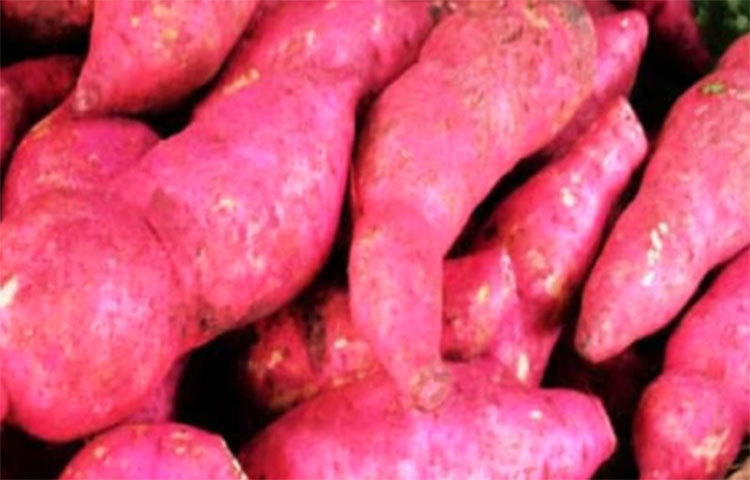 নিয়ম করে লাল আলু খেলে ওজন বৃদ্ধি পায় হাড়ও মোটা হয়ে থাকে।