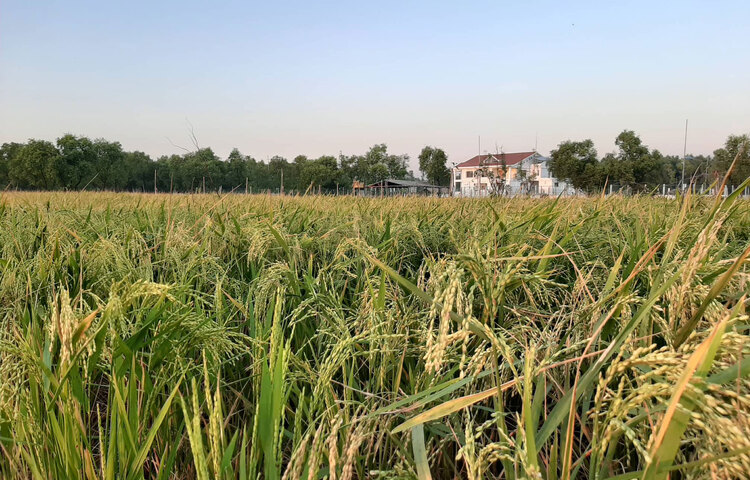 ভাসানচরে ধান চাষের ব্যবস্থাও রয়েছে। ছবি: সিরাজুজ্জামান