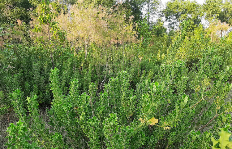 ভাসানচরের অপরূপ বনাঞ্চল। ছবি: সিরাজুজ্জামান