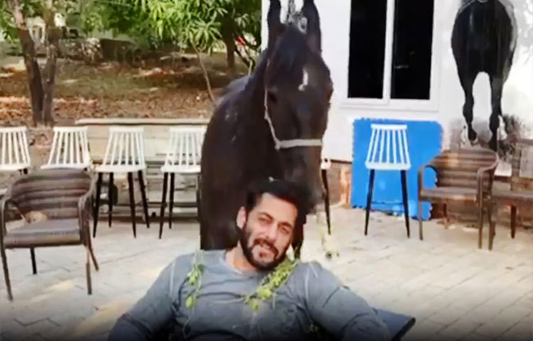 ঘোড়াকে খাওয়ানো থেকে শুরু করে ঘোরানো, সবকিছু নিজের হাতেই করছেন সালমান খান।