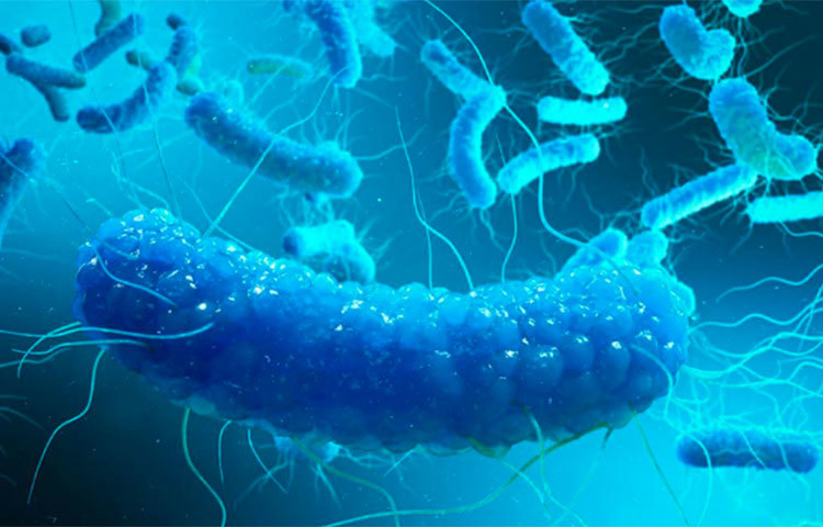 আমেরিকা ও কানাডায় সালমোনেলা ব্যাকটেরিয়ার সংক্রমণের ঘটনা এই প্রথম নয়, কটা দিন আগেই পোলট্রির হাঁস ও মুরগি থেকে সালমোনেলা ব্যাকটেরিয়ার সংক্রমণের খবর জানায় মার্কিন সংস্থা সেন্টার ফর ডিজিজ কন্ট্রোল অ্যান্ড প্রিভেনশনের (ঈউঈ) পক্ষ থেকে।