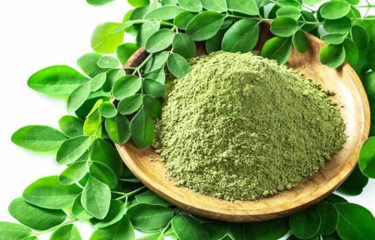 ম্যাজিকের মতো কাজ করল মরিঙ্গা গাছের পাতার রস! এই পাতার রস নিয়মিত সেবন করার ফলে এক মাসের মধ্যেই মায়ের সমস্ত যন্ত্রণা যেন গায়েব হয়ে গেল।