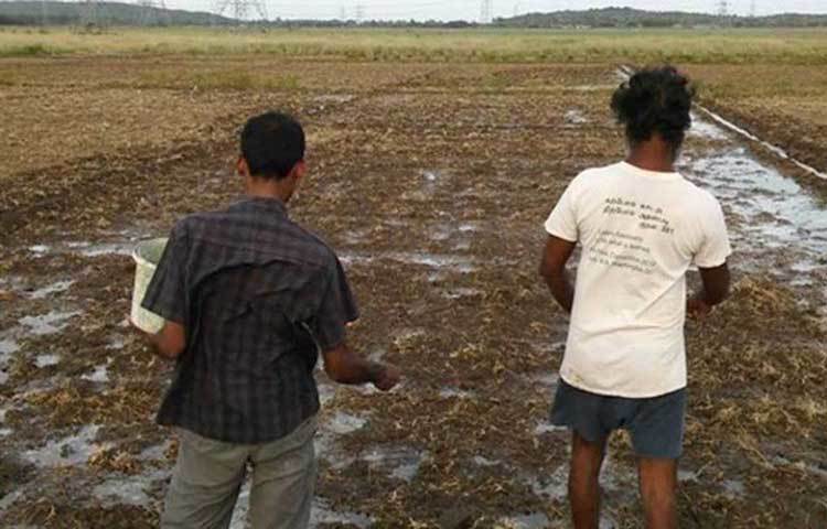 সার হিসাবে কাজে লাগান গোবর, গোমূত্র, সবজির খোসা ইত্যাদি। আব্দুল কালাম সে দিন নিজের দেশে ফিরে আসার শর্ত না চাপালে হয়তো এই দিনটা কোনোদিন আসত না তার জীবনে, মনে করেন হরি নাথ।