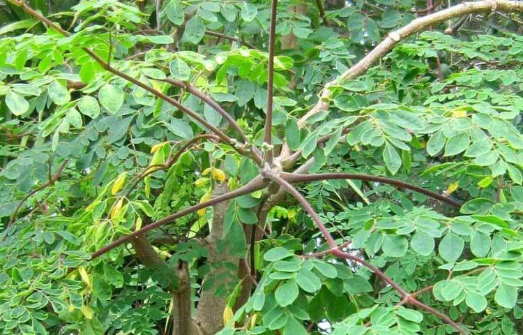 কী করবেন বুঝতে না পেয়ে বই ঘেঁটে একটা উপায় খুঁজে পান হরি নাথ। জাপানি এক বহু পুরনো বইয়ে তিনি উপশমের জন্য মরিঙ্গা নামে এক গাছের সন্ধান পান।