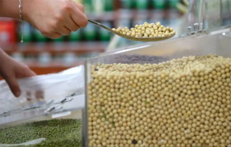 ভেজেটারিয়ান ও ভেগান ফুড হ্যাবিটে সয়াবিন খুব প্রয়োজনীয়। সয়াবিনে আইসোফ্ল্যাভোনেস থাকে। সেগুলো কোলাজেন উৎপাদন করে। ফলে ত্বকে বলিরেখা পড়ে না। সয়াবিনের বদলে খেতে পারেন টফু বা সয়ামিল্কও। ছবি: সংগৃহীত