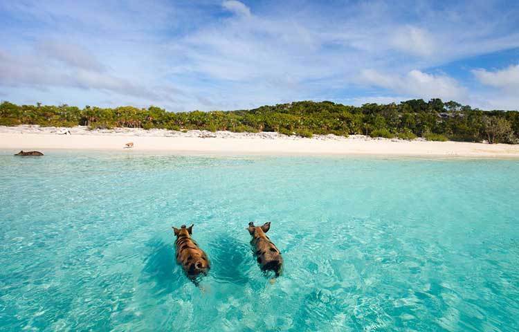বাহামিয়ান আইল্যান্ডের একটি সুন্দরতম সৈকত। এটির প্রাকৃতিক সৌন্দর্য সবার মন ভরিয়ে দেয়।